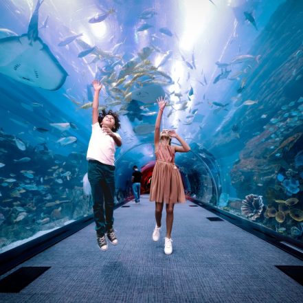 Dubai Aquarium & Underwater Zoo – Penguin Cove & Nursery Experience – Experiences JUZN.com Special Offers, Deals & Discounts