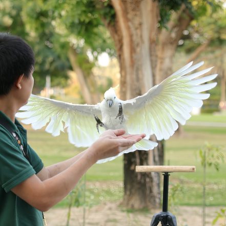 Exotic Bird Show – Dubai Dolphinarium – Dubai Dolphinarium JUZN.com Special Offers, Deals & Discounts